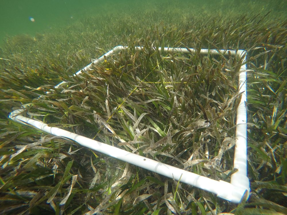 Benthic Seagrass Surveys
